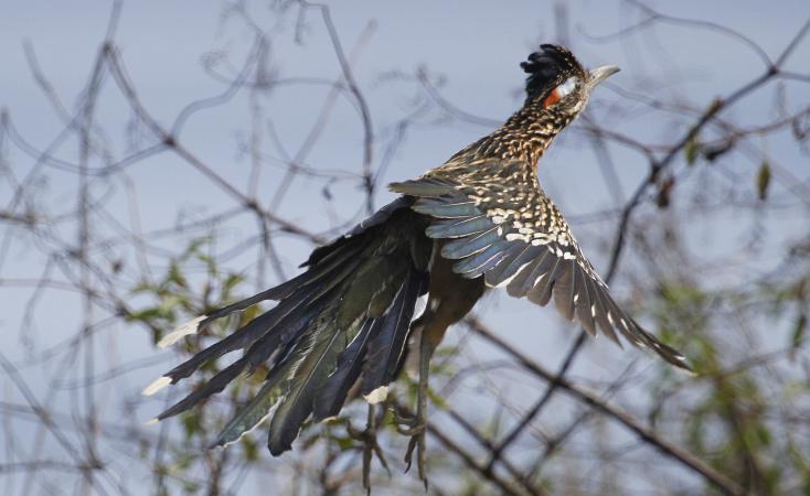 Photo (9): Greater Roadrunner