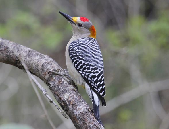 Photo (1): Golden-fronted Woodpecker
