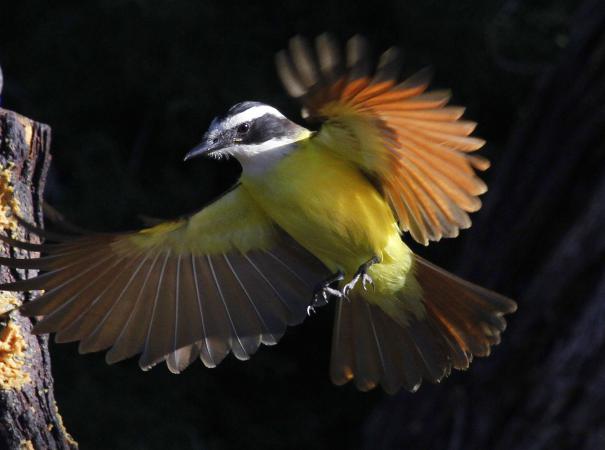 Photo (3): Great Kiskadee