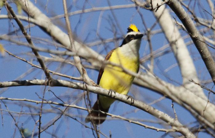 Photo (13): Great Kiskadee