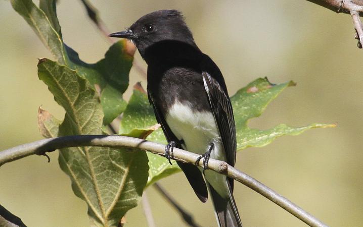 Photo (9): Black Phoebe