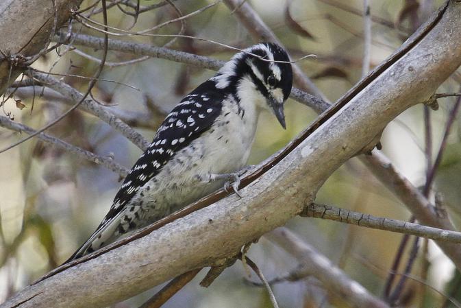 Photo (2): Nuttall's Woodpecker