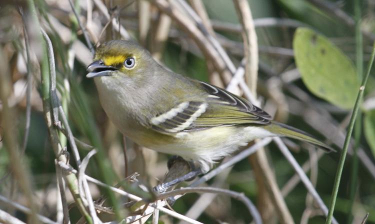 Photo (5): White-eyed Vireo
