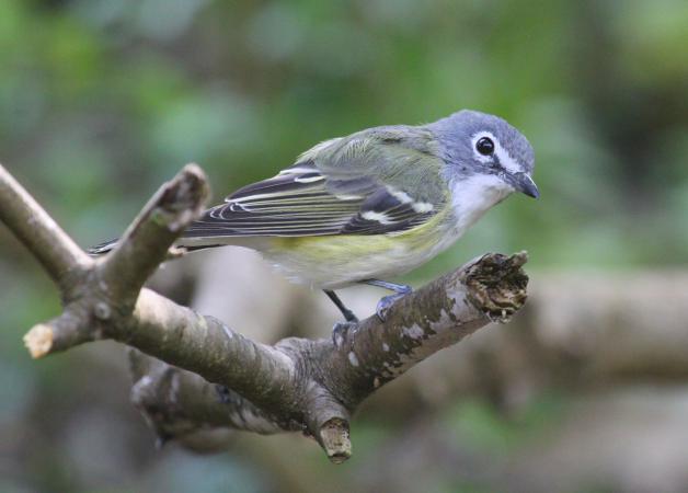 Photo (2): Blue-headed Vireo