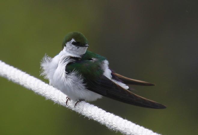 Photo (1): Violet-green Swallow