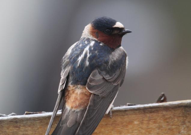 Photo (1): Cliff Swallow