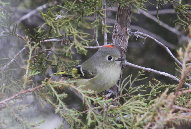 Photo (3): Ruby-crowned Kinglet