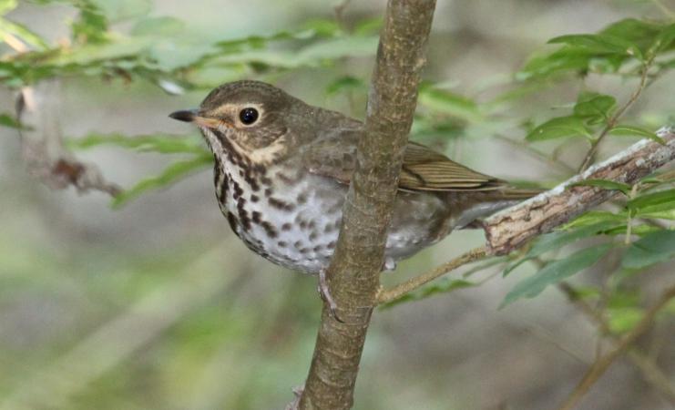Photo (8): Swainson's Thrush