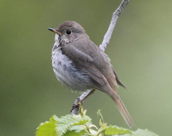 Photo (9): Hermit Thrush