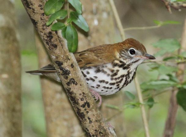 Photo (2): Wood Thrush