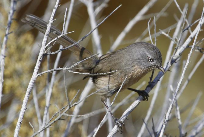Photo (2): Wrentit