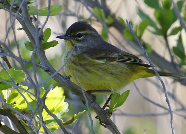 Photo (17): Palm Warbler