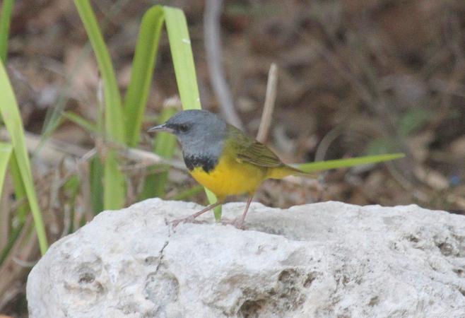 Photo (3): Mourning Warbler