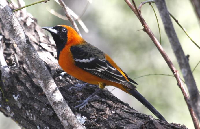 Photo (16): Hooded Oriole