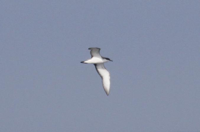 Photo (7): Buller's Shearwater