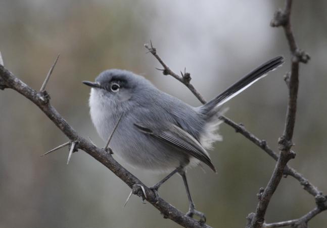 Photo (1): Black-tailed Gnatcatcher