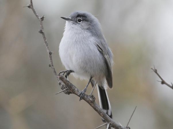 Photo (2): Black-tailed Gnatcatcher