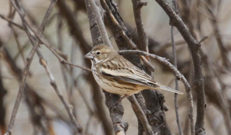 Photo (10): Lark Bunting
