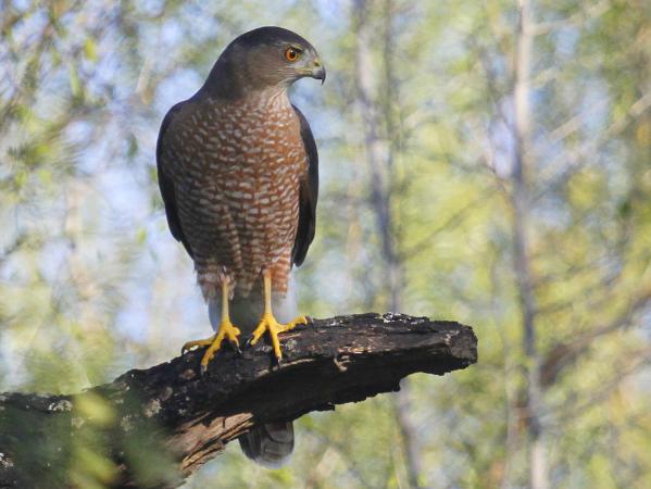 Photo (2): Cooper's Hawk