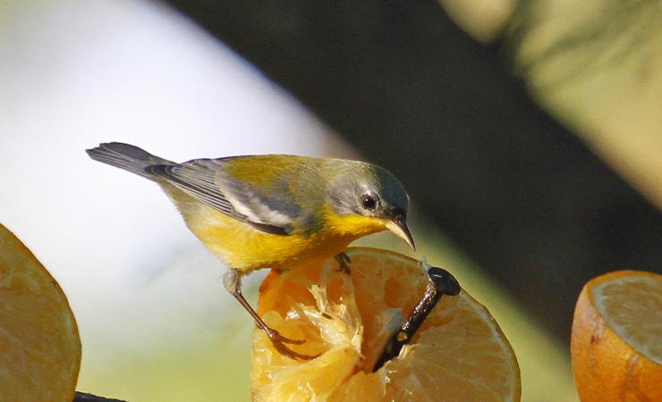 Photo (1): Tropical Parula