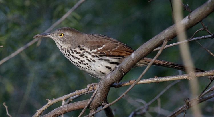 Photo (4): Long-billed Thrasher