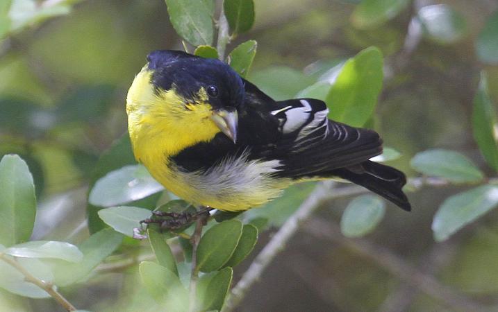Photo (11): Lesser Goldfinch