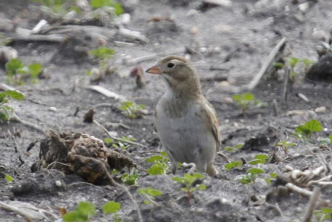 Photo (2): McCown's Longspur