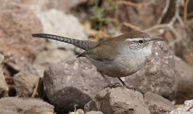 Photo (9): Bewick's Wren