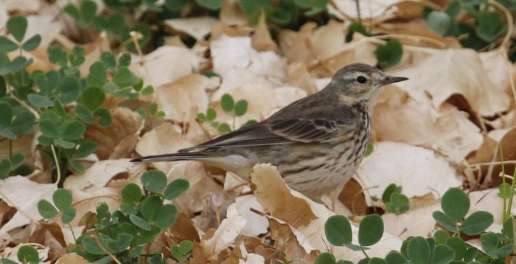 Photo (14): American Pipit