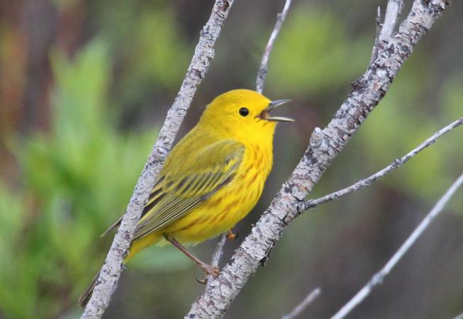 Photo (9): Yellow Warbler