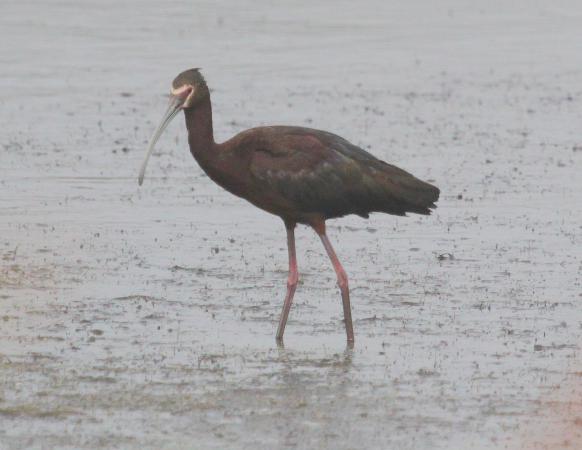 Photo (7): White-faced Ibis
