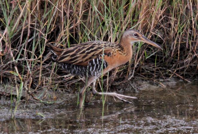 Photo (7): King Rail