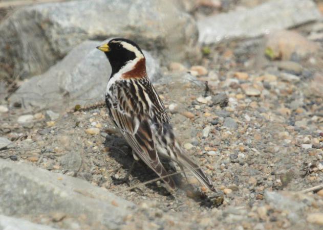 Photo (3): Lapland Longspur