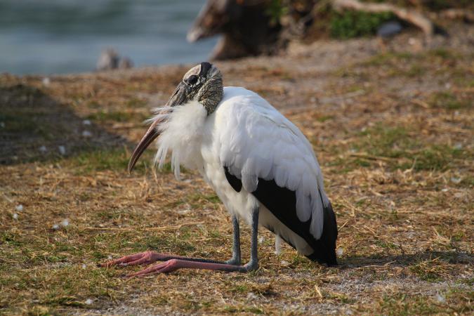 Photo (1): Wood Stork