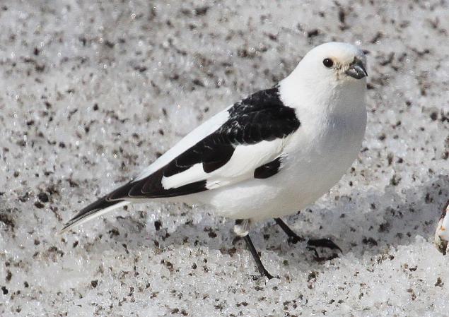 Image (1): Plectrophane des neiges