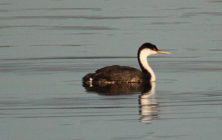 Photo (6): Western Grebe