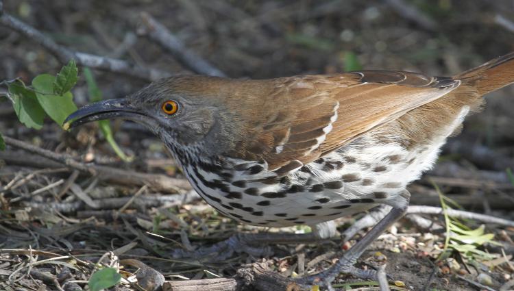 Photo (5): Long-billed Thrasher