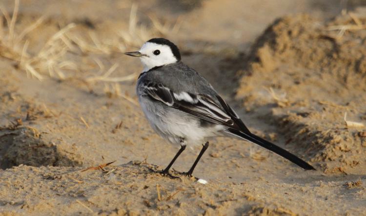 Photo (2): White Wagtail