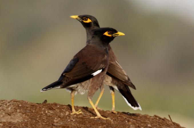 Photo (1): Common Myna