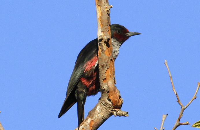 Photo (3): Lewis's Woodpecker
