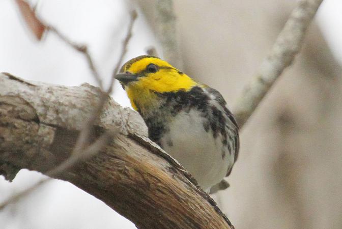 Photo (4): Golden-cheeked Warbler
