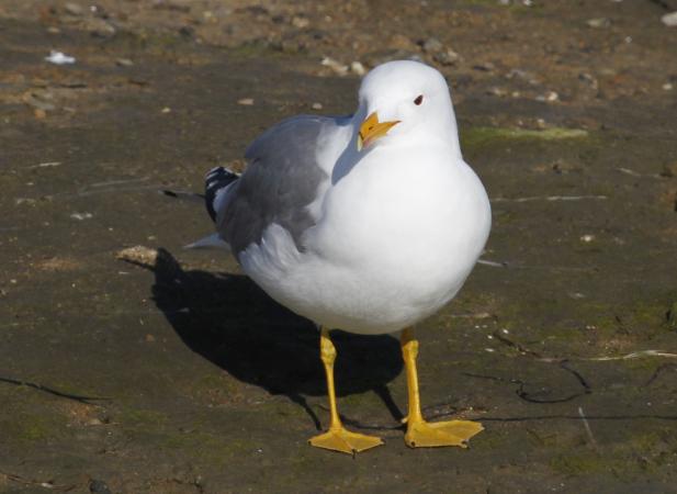 Photo (3): California Gull