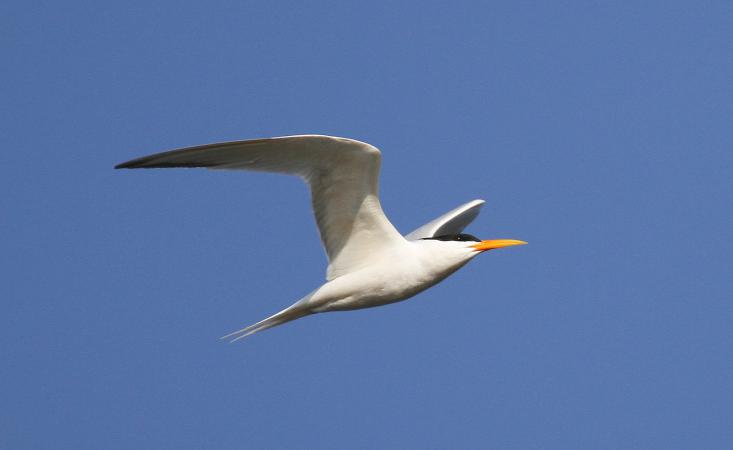 Photo (1): Elegant Tern