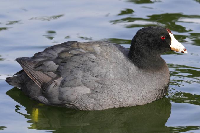 Photo (1): American Coot