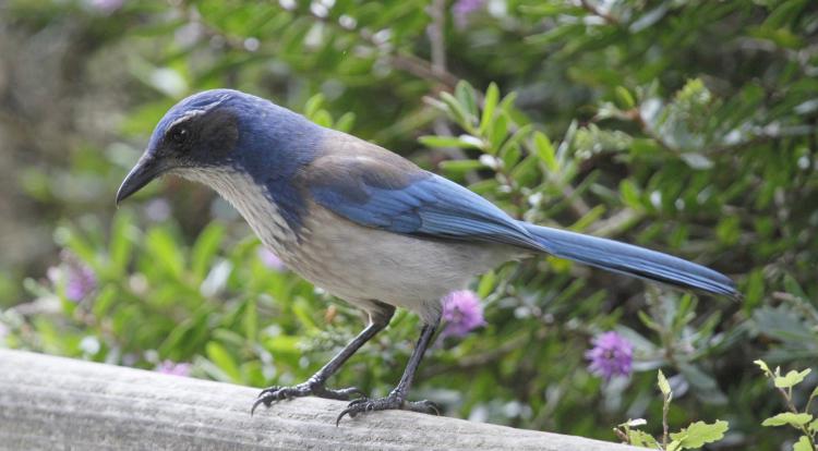 Photo (3): Western Scrub-Jay