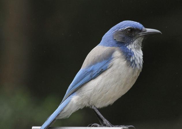 Photo (5): Western Scrub-Jay