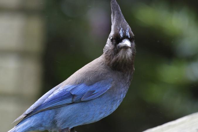 Photo (12): Quiz Species