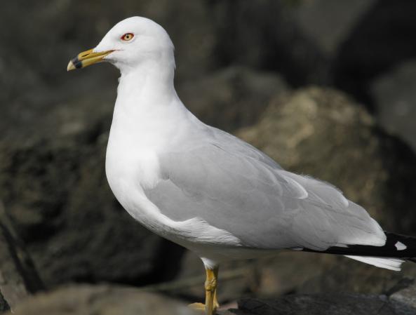 Photo (1): Ring-billed Gull