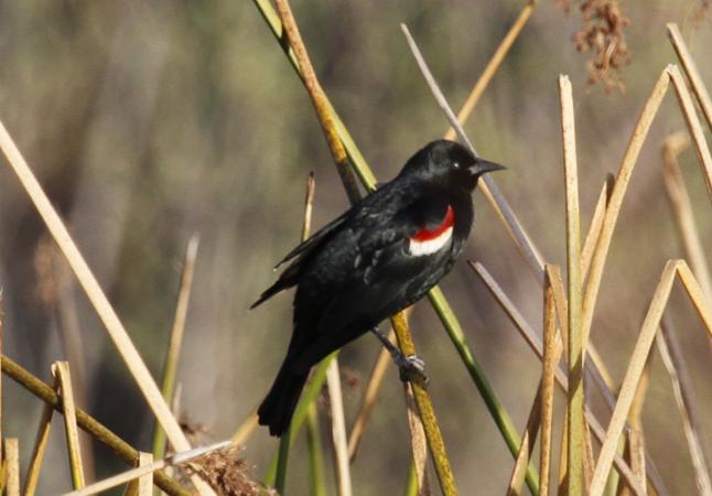 Photo (1): Tricolored Blackbird