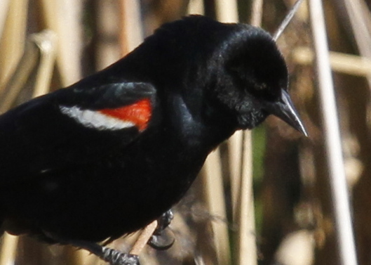 Photo (3): Tricolored Blackbird